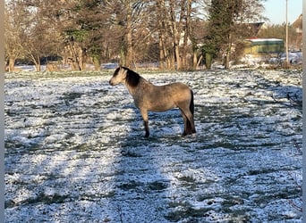 Andalusian, Gelding, 8 years, 15.1 hh, Dun