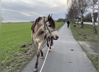 Andalusian, Gelding, 8 years, 15.1 hh, Dun