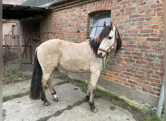 Andalusian, Gelding, 8 years, 15.1 hh, Dun