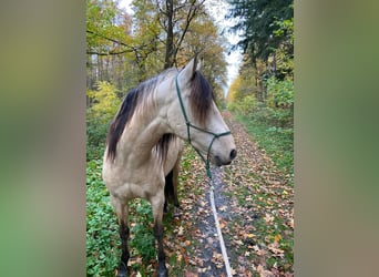 Andalusian, Gelding, 8 years, 15.1 hh, Dun