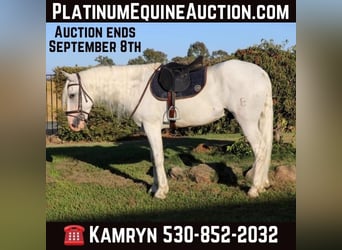 Andalusian, Gelding, 8 years, 15.1 hh, Gray