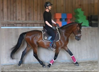 Andalusian, Gelding, 8 years, 15.1 hh