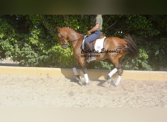 Andalusian, Gelding, 8 years, 15.2 hh, Brown