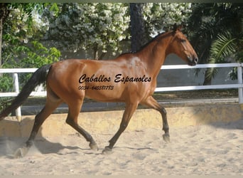 Andalusian, Gelding, 8 years, 15.2 hh, Brown