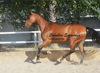 Andalusian, Gelding, 8 years, 15.2 hh, Brown