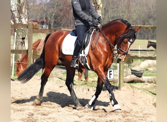 Andalusian Mix, Gelding, 8 years, 15.2 hh, Brown
