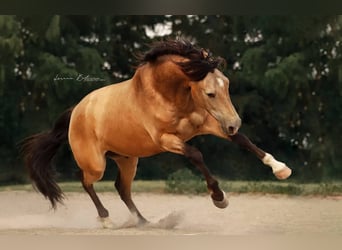 Andalusian, Gelding, 8 years, 15,2 hh, Buckskin