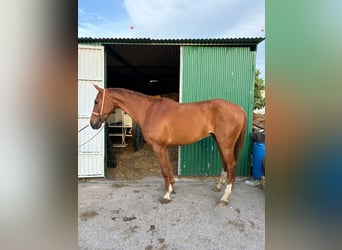 Andalusian, Gelding, 8 years, 15.2 hh, Chestnut-Red