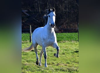 Andalusian, Gelding, 8 years, 15.2 hh, Gray