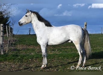 Andalusian, Gelding, 8 years, 15.2 hh, Gray