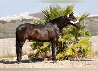 Andalusian, Gelding, 8 years, 15.2 hh, Smoky-Black