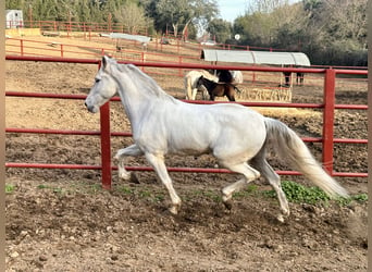 Andalusian, Gelding, 8 years, 15.2 hh, White