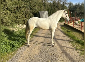 Andalusian, Gelding, 8 years, 15.2 hh, White