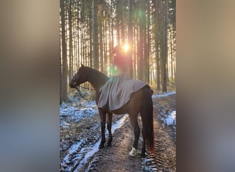 Andalusian Mix, Gelding, 8 years, 15.3 hh, Brown