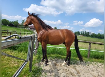 Andalusian Mix, Gelding, 8 years, 15.3 hh, Brown