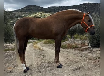 Andalusian Mix, Gelding, 8 years, 15.3 hh, Palomino