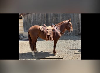 Andalusian, Gelding, 8 years, 15 hh, Chestnut-Red