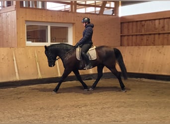 Andalusian Mix, Gelding, 8 years, 15,1 hh, Bay-Dark