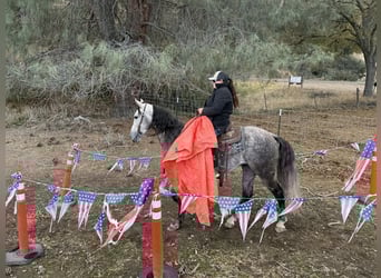 Andalusian, Gelding, 8 years, 15,1 hh, Grey-Dapple
