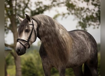 Andalusian, Gelding, 8 years, 15,1 hh, Grey