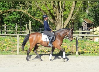 Andalusian, Gelding, 8 years, 15,2 hh, Brown