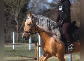 Andalusian Mix, Gelding, 8 years, 15,3 hh, Palomino