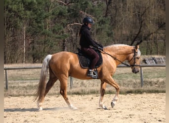 Andalusian Mix, Gelding, 8 years, 15,3 hh, Palomino