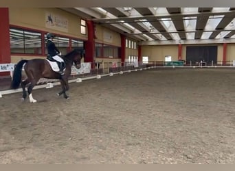 Andalusian Mix, Gelding, 8 years, 16.1 hh, Bay-Dark