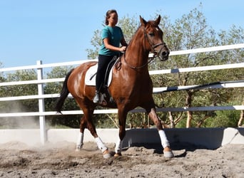 Andalusian, Gelding, 8 years, 16.1 hh, Chestnut-Red