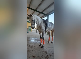 Andalusian, Gelding, 8 years, 16.1 hh, Gray