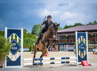 Andalusier, Wallach, 8 Jahre, 16,2 hh, Buckskin