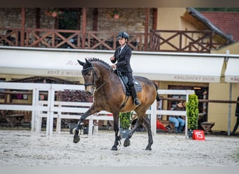 Andalusier, Wallach, 8 Jahre, 16,2 hh, Buckskin