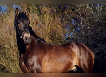 Andalusier, Wallach, 8 Jahre, 16,2 hh, Buckskin