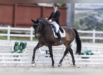 Andalusier, Wallach, 8 Jahre, 16,2 hh, Buckskin