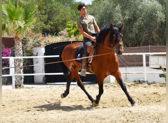 Andalusian, Gelding, 8 years, 16 hh, Brown