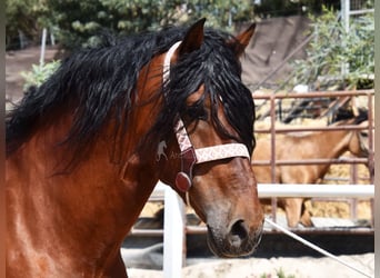 Andalusian, Gelding, 8 years, 16 hh, Brown