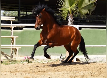 Andalusian, Gelding, 8 years, 16 hh, Brown