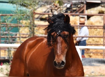 Andalusian, Gelding, 8 years, 16 hh, Brown