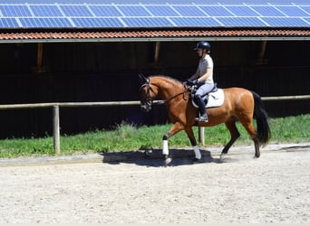 Andalusian, Gelding, 8 years, 16 hh, Brown