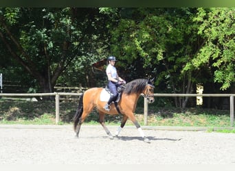 Andalusian, Gelding, 8 years, 16 hh, Brown