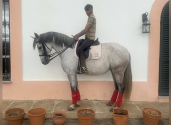 Andalusian, Gelding, 8 years, 16 hh, Gray