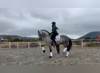 Andalusian, Gelding, 8 years, 16 hh, Grey-Dapple