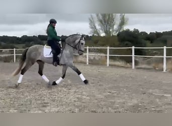 Andalusian, Gelding, 8 years, 16 hh, Grey-Dapple