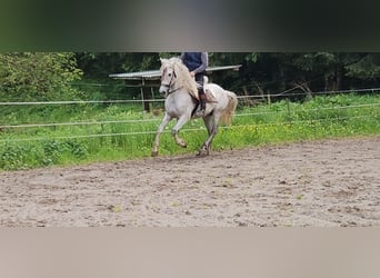 Andalusian, Gelding, 8 years, 16 hh