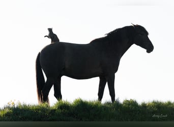 Andalusian, Gelding, 8 years, 17,1 hh