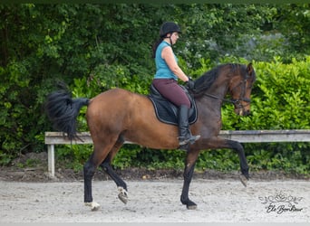 Andalusian, Gelding, 8 years, 17 hh, Brown