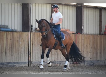 Andalusian, Gelding, 8 years, 17 hh, Brown