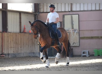 Andalusian, Gelding, 8 years, 17 hh, Brown