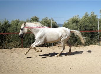 Andalusian, Gelding, 8 years, Gray