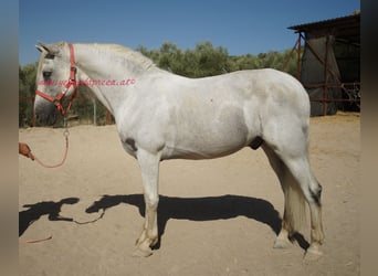 Andalusian, Gelding, 8 years, Gray